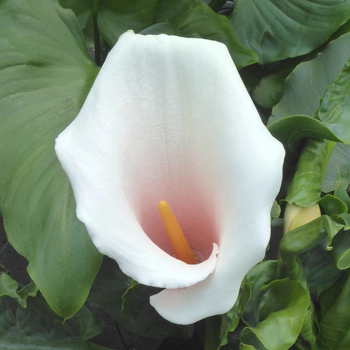 Visuel 1 du produit Arum rose à grandes fleurs - Le pot de 3 litres