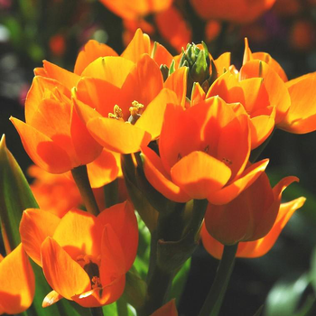 Visuel 1 du produit Ornithogale ou Ornithogalum Dubium. Le pot de 1 litre