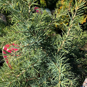 Visuel 1 du produit Cèdre de l'Himalaya Feelin Blue 25/30. Le pot de 3,7 litres