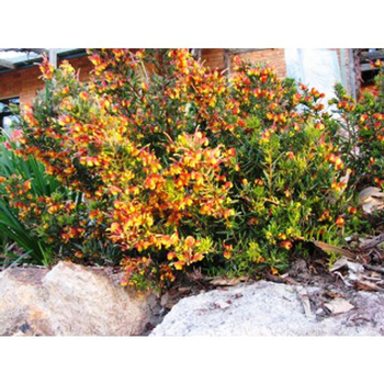 Visuel 1 du produit Grevillea Firecracker orange Le pot de 4 litres