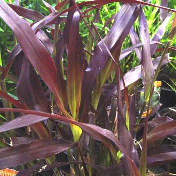 Visuel 1 du produit Pennisetum Setaceum Rubrum - Le pot de 4 litres