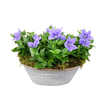 Visuel 1 du produit platycodon - Bassine zinc grand modèle