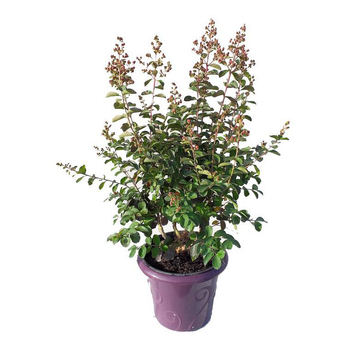Visuel 1 du produit LAGERSTROEMIA INDICA CHARMS ® FUSCHIA D'ETE ®.Le pot de 3L