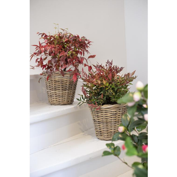 Visuel 1 du produit Bambou céleste - pot 5 L