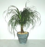 Visuel 1 du produit Beaucarnea avec cache pot en céramique. Le pot de Ø 9 x H 25 cm