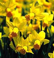 Visuel 1 du produit Narcisse - Le godet