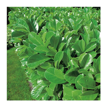 Visuel 1 du produit Laurier cerise - pot 5 L