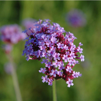 Visuel 1 du produit Verbena Bonariensis (violet) - Le pot de 1 litre