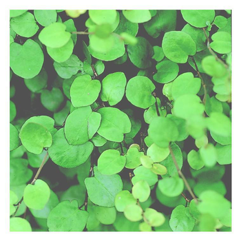 Visuel 1 du produit Muehlenbeckia - La suspension diam 23 cm