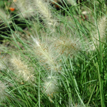 Visuel 1 du produit Pennisetum Villosum - Le pot de 7 litres