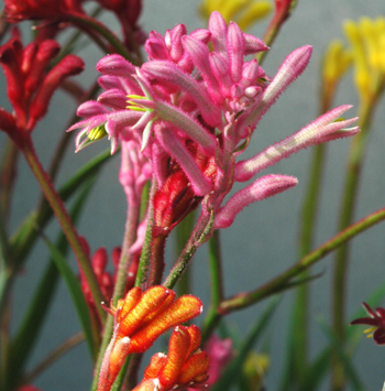 Visuel 1 du produit Anigozanthos Hybride Varie. Le pot de 2,5 litres