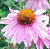 Visuel 1 du produit Echinacea Purpurea - Le pot de 1 litre