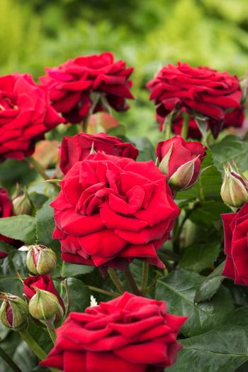 Visuel 1 du produit Rosier Bertrand Amoussou®. Le pot de 5 litres