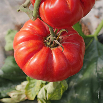 Visuel 1 du produit Tomate ronde Maestria bio. La barquette de 6 plants