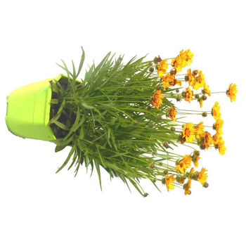 Visuel 1 du produit Coréopsis vivace - Le pot de 5 litres