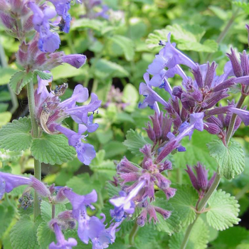 Visuel 1 du produit Herbe-Aux-Chats 'Blue Panther' - Le pot de 2 litres