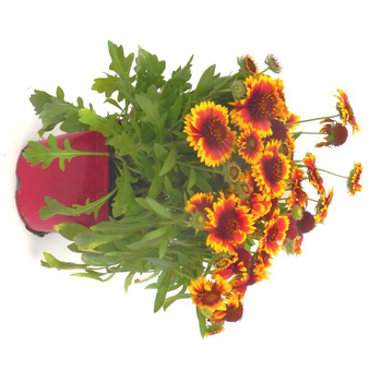 Visuel 1 du produit Gaillarde vivace - Le pot de 3 litres