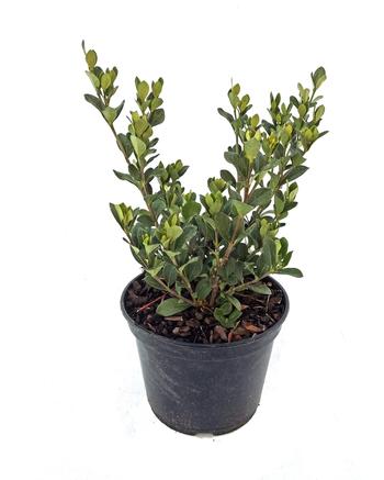 Visuel 1 du produit Gardénia jasminoides Kleim Hardy blanc. Le pot de 3 litres