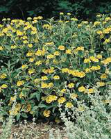 Visuel 1 du produit Phlomis Fruticosa - Le pot de 4 litres