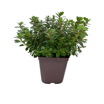 Visuel 1 du produit Escallonia Red Dream rouge en pot de 5 L