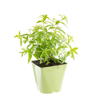 Visuel 1 du produit Verveine Citronnelle Bio. Le pot de 2,5 litres