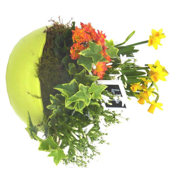 Visuel 1 du produit Coupe de plantes en assortiment pour extérieur