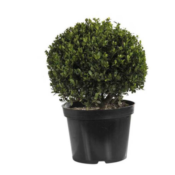 Visuel 1 du produit Houx en pot de 5 litres