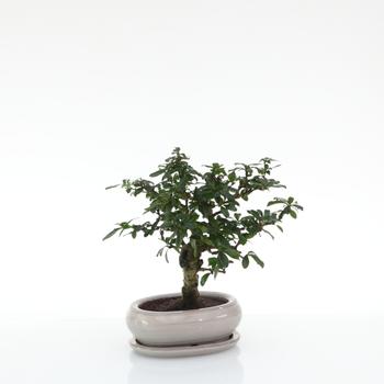 Visuel 1 du produit Bonsaï Carmona botanic® taille 1,5. Le pot