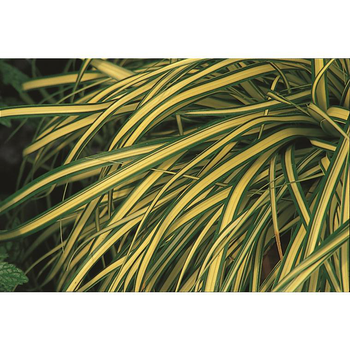Visuel 1 du produit Carex Oshimensis Everglow. Le pot de 2 litres