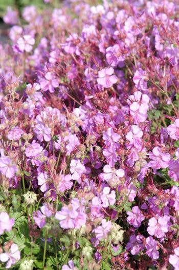 Visuel 1 du produit Géranium vivace de Cambridge - Le pot de 2 litres