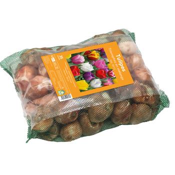 Visuel 1 du produit Filet tulipe triomphe mix X35