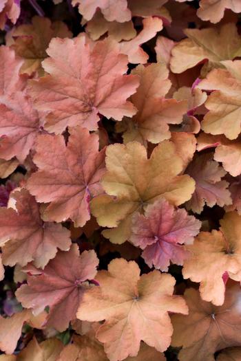 Visuel 1 du produit Heuchère ‘Caramel’ - Le pot de 2 litres