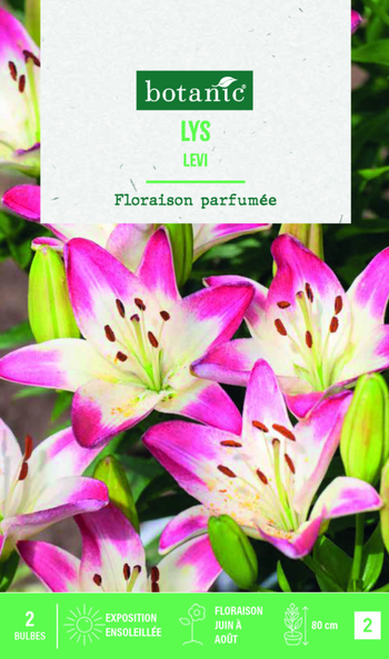 Visuel 1 du produit Bulbes de fleurs Lys asiatique Levu botanic® - 2 bulbes