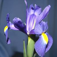 Visuel 1 du produit Iris Bulbeux - Le pot de 10.5 cm