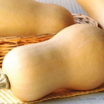 Visuel 1 du produit Mini Courge Butternut Bio. Le pot de 9x9 cm