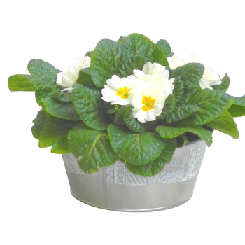 Visuel 1 du produit Primevère des jardins - Coupe zinc déco