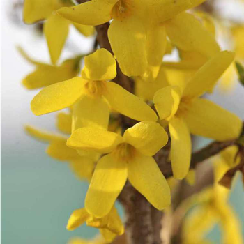 Visuel 1 du produit Forsythia Intermedia Weekend – Pot de 3L