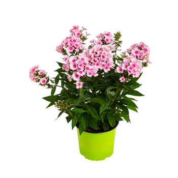 Visuel 1 du produit Phlox Paniculata - Le pot de 3 litres