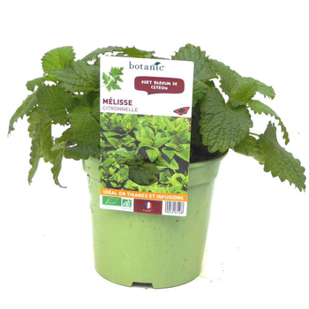 Visuel 1 du produit Melisse Citronnelle bio. Le pot recyclé de 1 litre