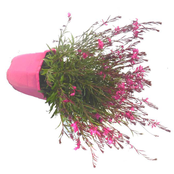 Visuel 1 du produit Gaura Lindheimeri - Le pot de 5 litres