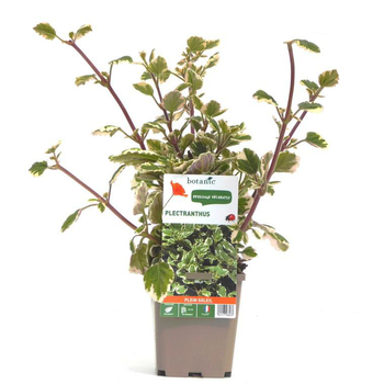 Visuel 1 du produit Plectranthus - Le pot de 9 x 9 cm