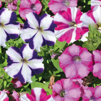 Visuel 1 du produit Pétunia retombant bicolore - Le pot de 12 x 12 cm