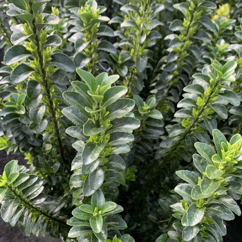 Visuel 1 du produit Fusain du Japon Benkomasaki vert. Le pot de 5 litres