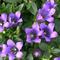 Visuel 1 du produit Gentiana Sino Ornata - Le pot de 1 litre