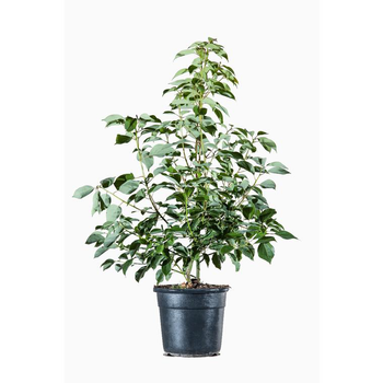 Visuel 1 du produit Cinnamonium Camphora (Camphrier Buisson) en pot de 3 L vert