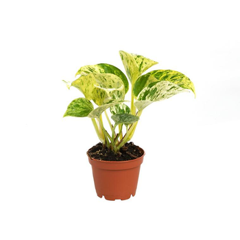 Visuel 1 du produit Pothos Marble Queen pot Ø6 cm