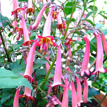 Visuel 1 du produit Phygelius Capensis Orange (Orange) - Le pot de 4 litres