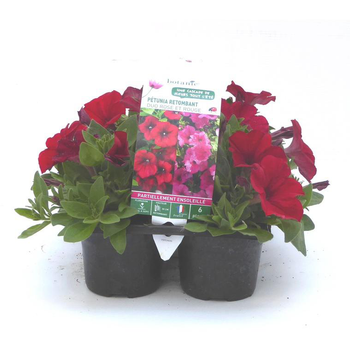 Visuel 1 du produit Pétunia retombant rouge - Le pack de 6 plants