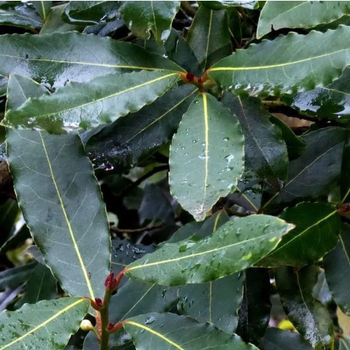 Visuel 1 du produit Laurier sauce (Laurus Nobilis) 60/70. Le pot de 5 litres