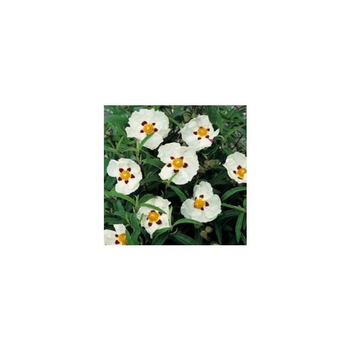 Visuel 1 du produit Cistus X Purpureus Alan Fradd blanc et rouge 30/40 cm en pot de 3 L